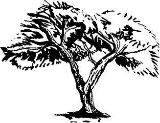 Deserto Palo Verde | Authentic Wood-Fired Neapolitan Pizza in El Paso